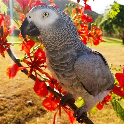African Greys are highly intelligent medium-sized <b>parrots</b> that make. . Parrot for sale by owner